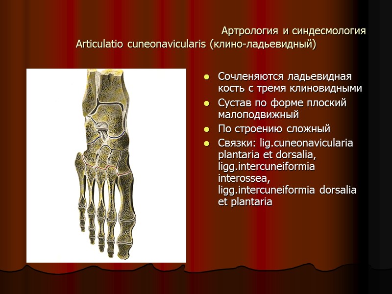 Артрология и синдесмология Articulatio cuneonavicularis (клино-ладьевидный) Сочленяются ладьевидная кость с тремя клиновидными Сустав по